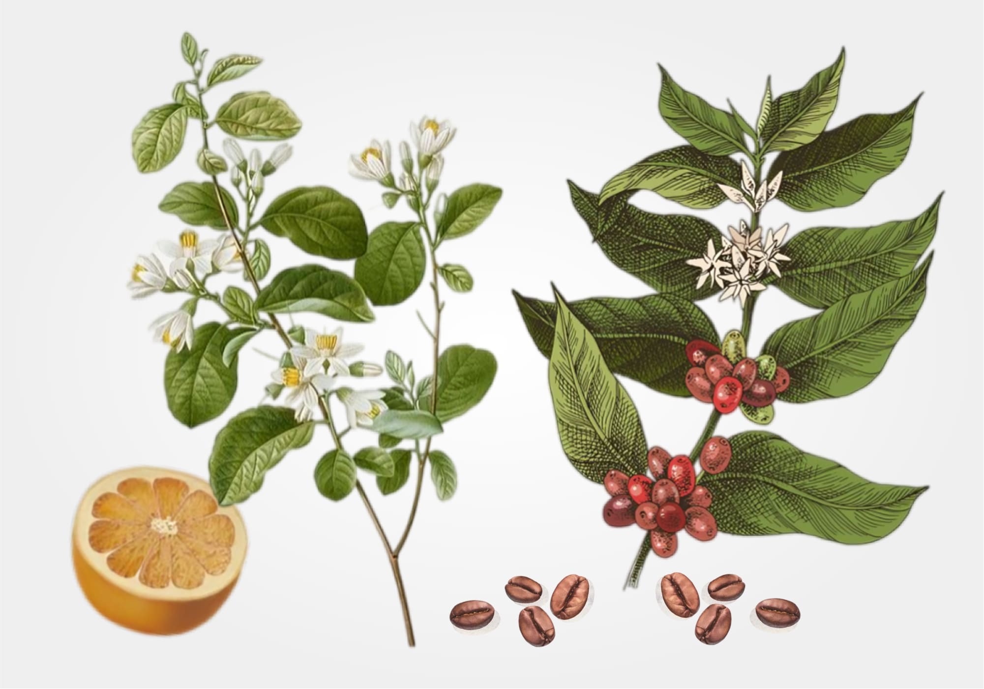 Brown_Coffee_Over_Patchouli_mood