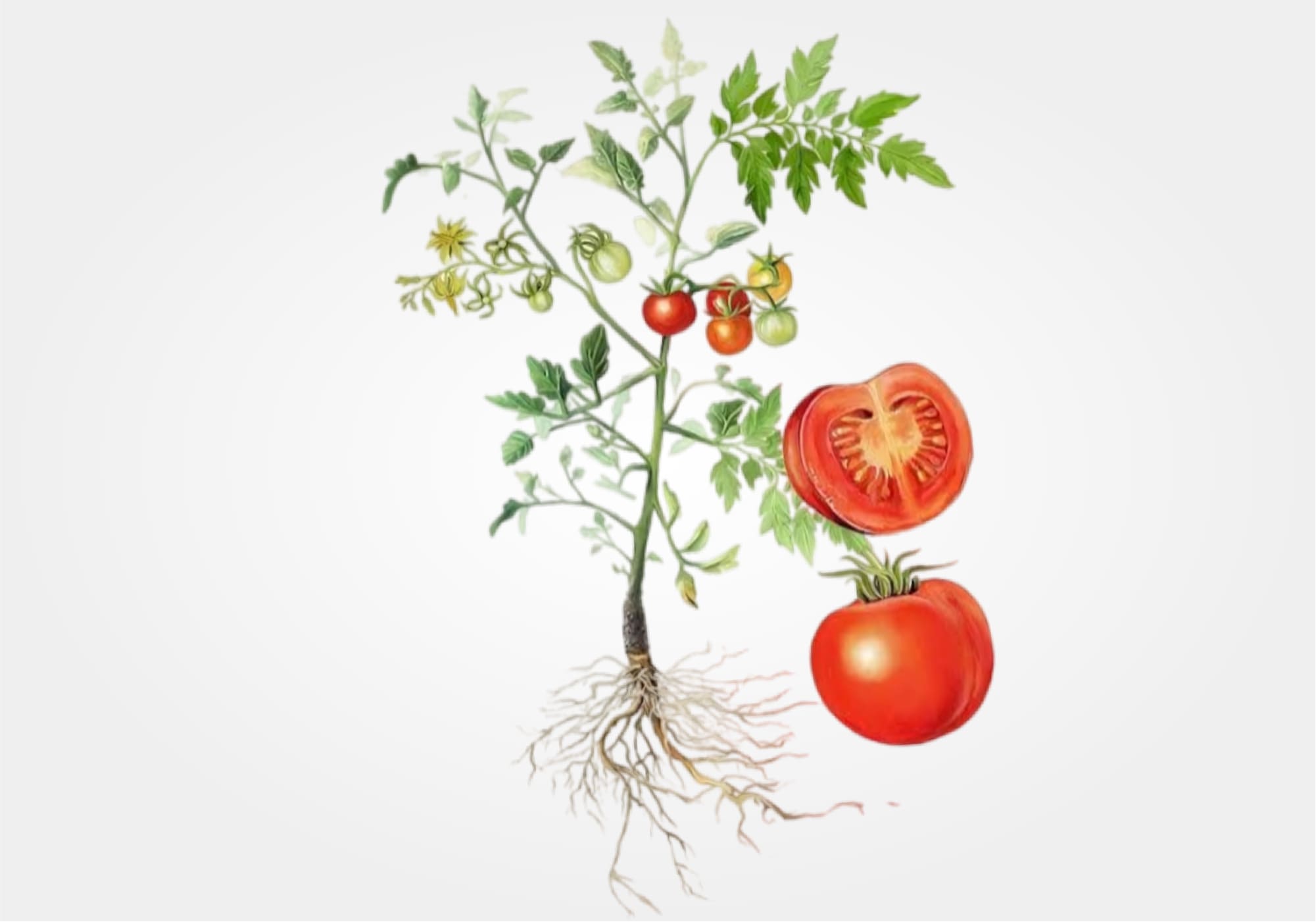 dark tomato over leaf scented candle mood