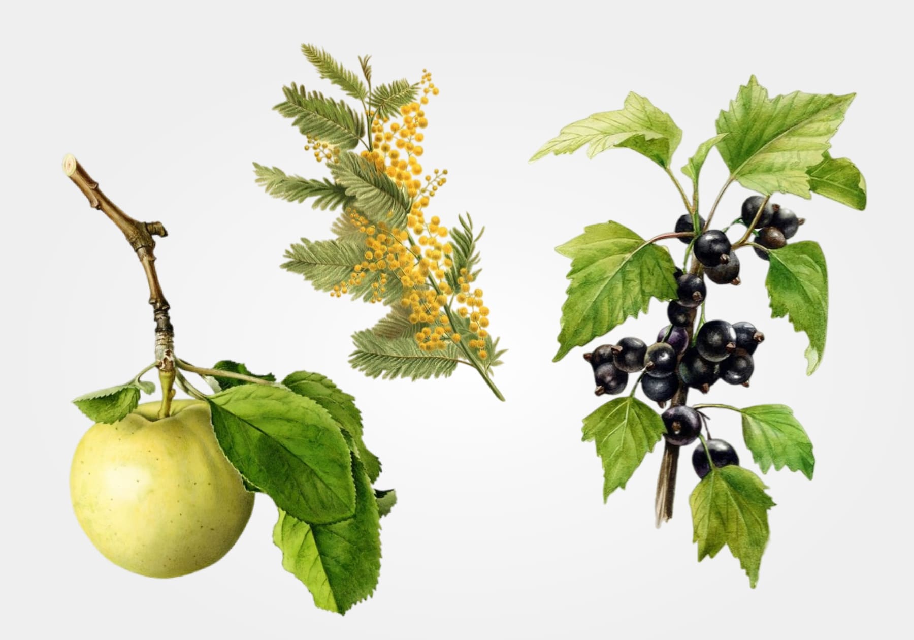 green apple over oak moss scented candle