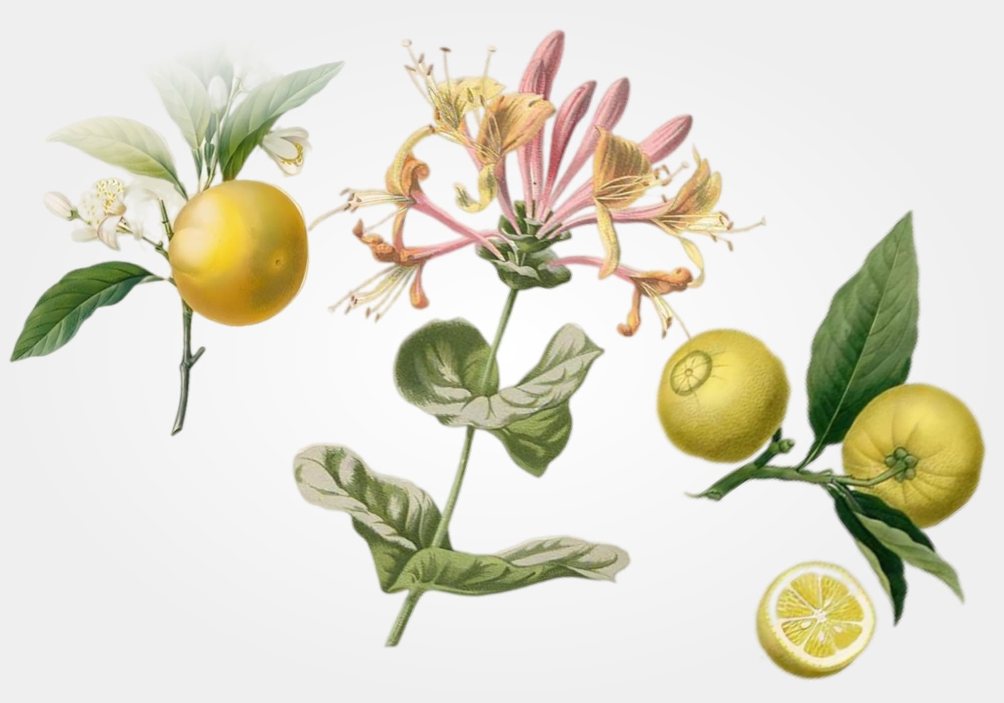 Grey_Bergamot_Mood