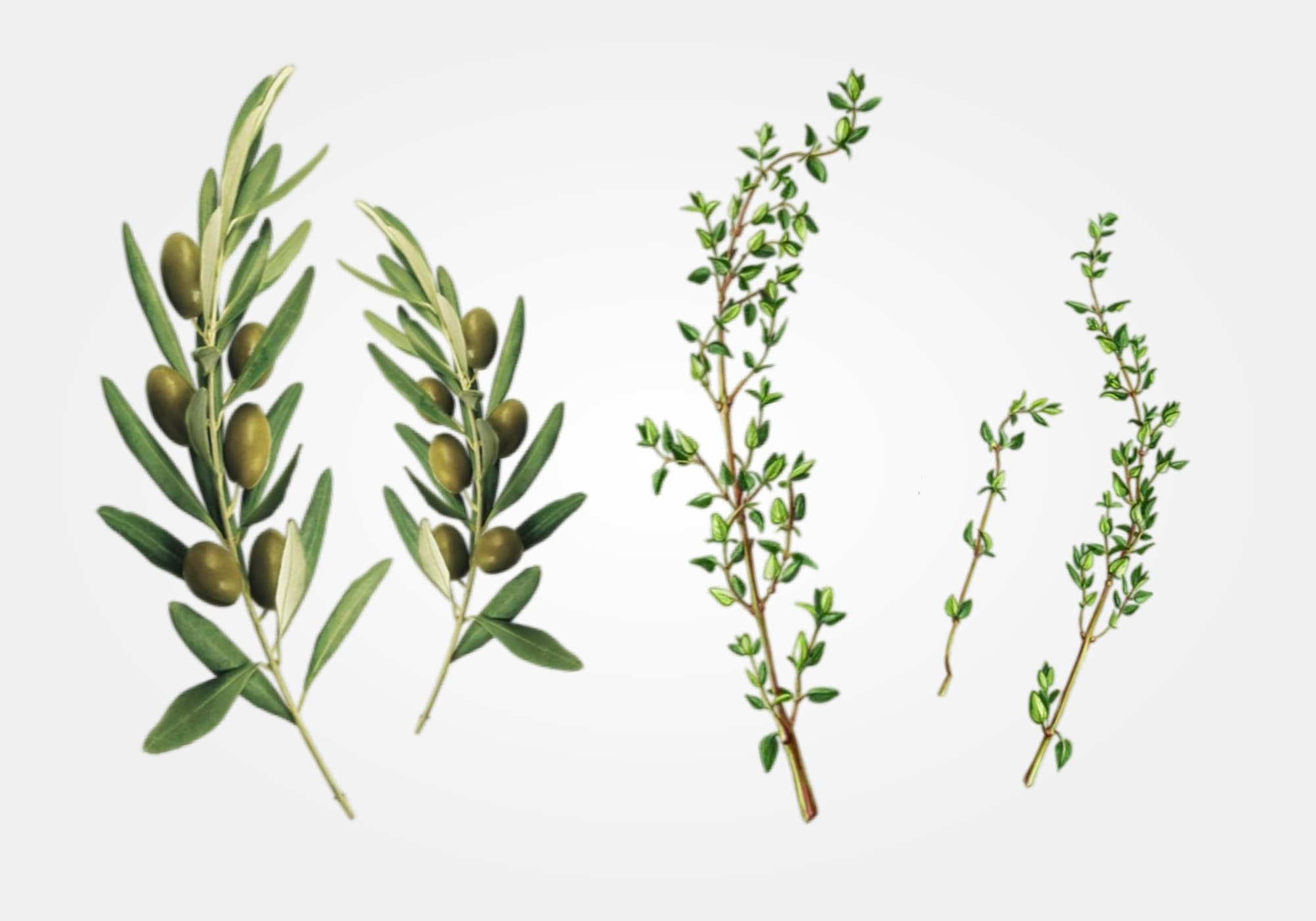 Khaki_Olive_Over_Thyme_Bag_Mood