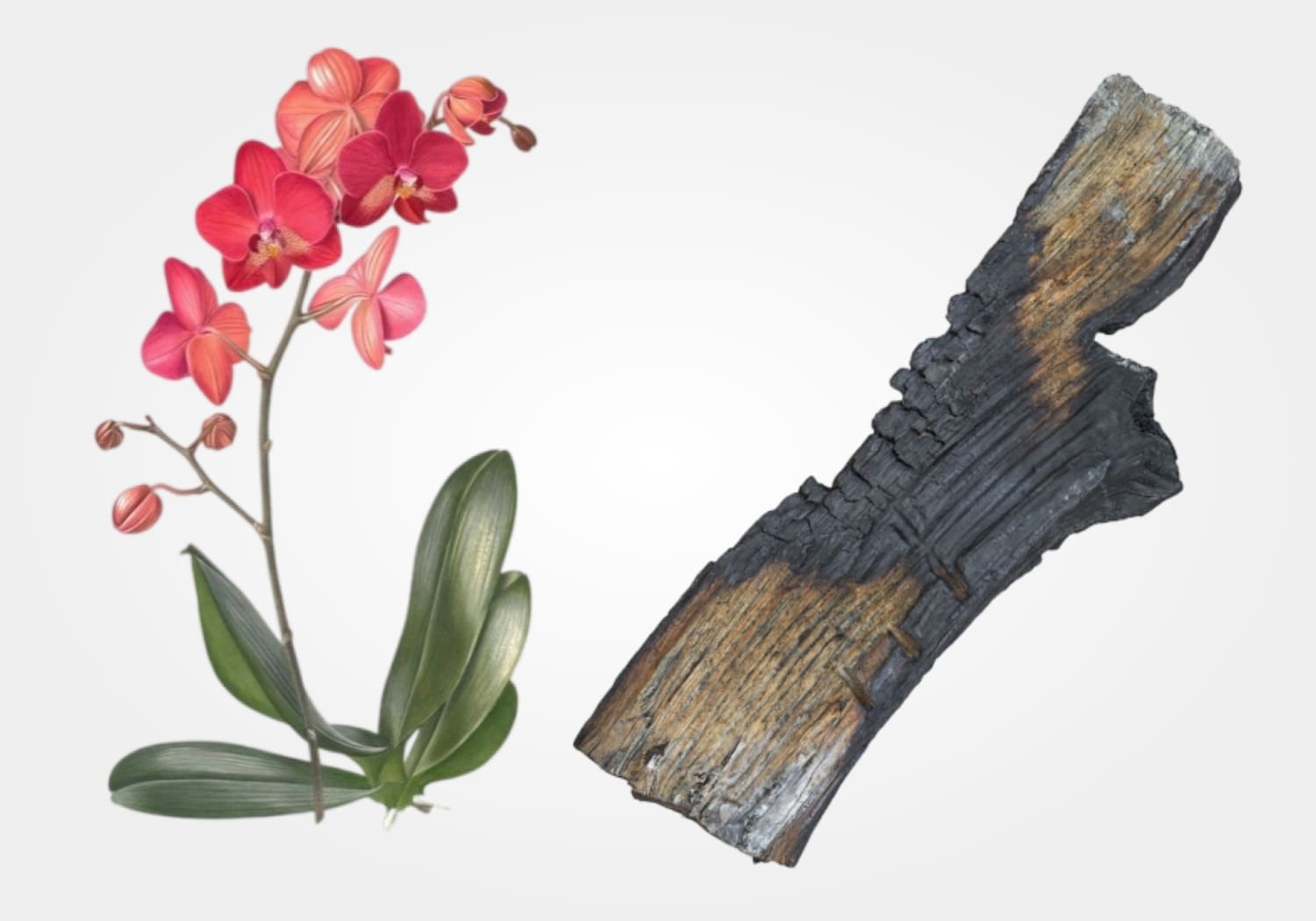 Red_Orchid_Over_Log_Fire_Bag_Mood