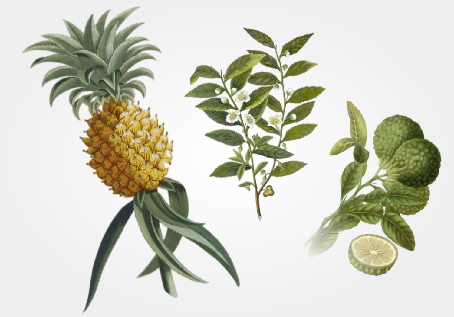 White_Tea_Over_Palm_Leaf_Mood