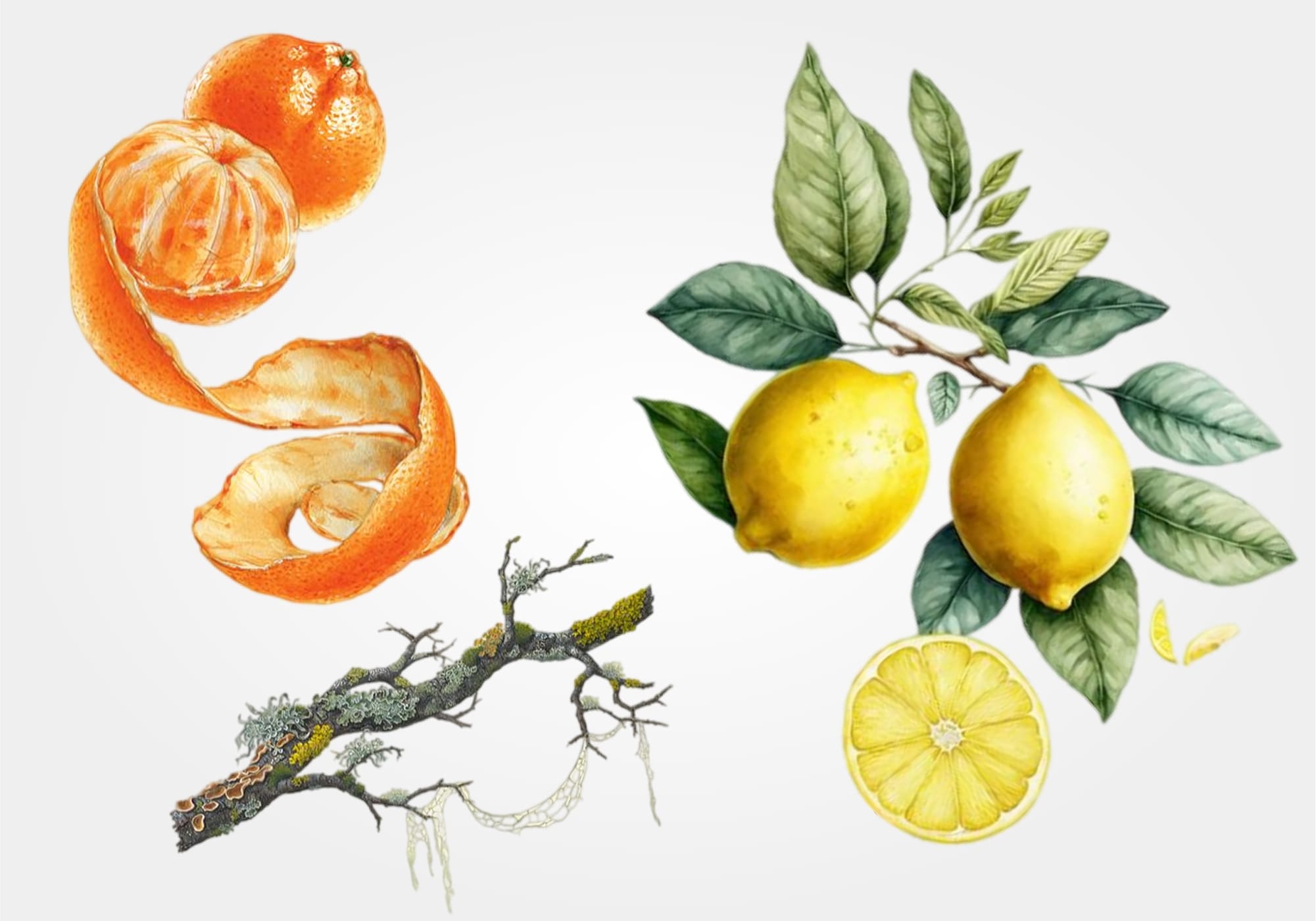 yellow mandarin mood