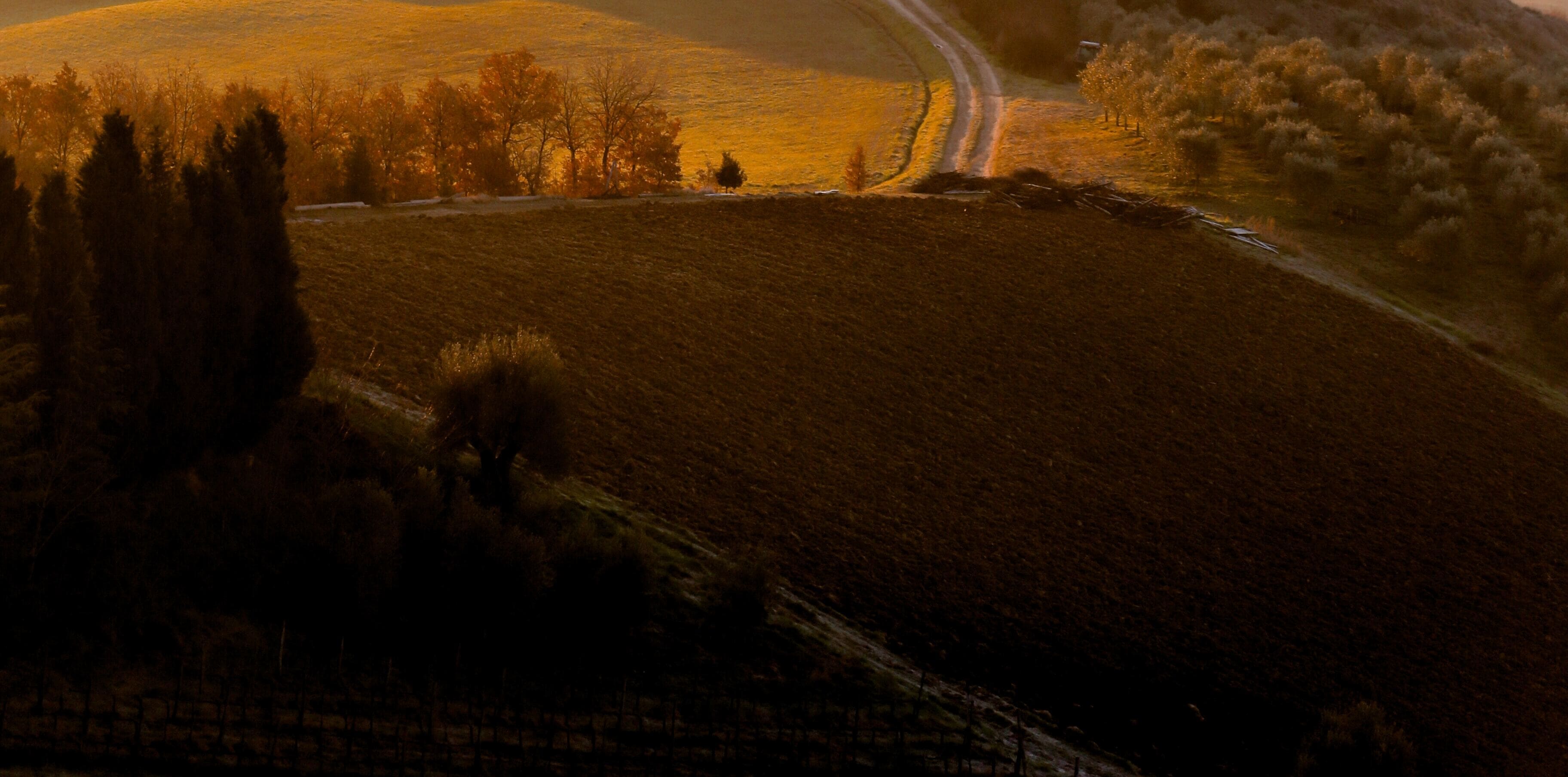 Purple Fig over Wood