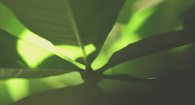 bespke background video